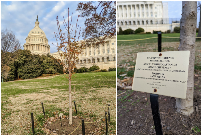 WWII Sites in Washington DC and Arlington, Virginia that you shouldn't miss | Anne Frank Tree on the lawn of the U.S. Capitol Building