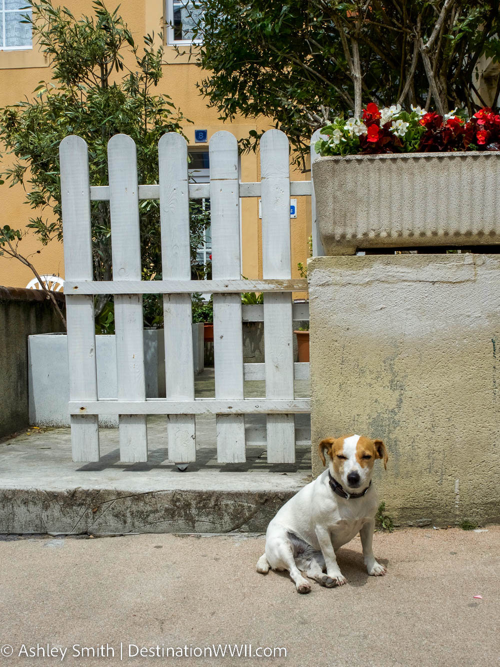 small dog in front of a white fence with red flowers