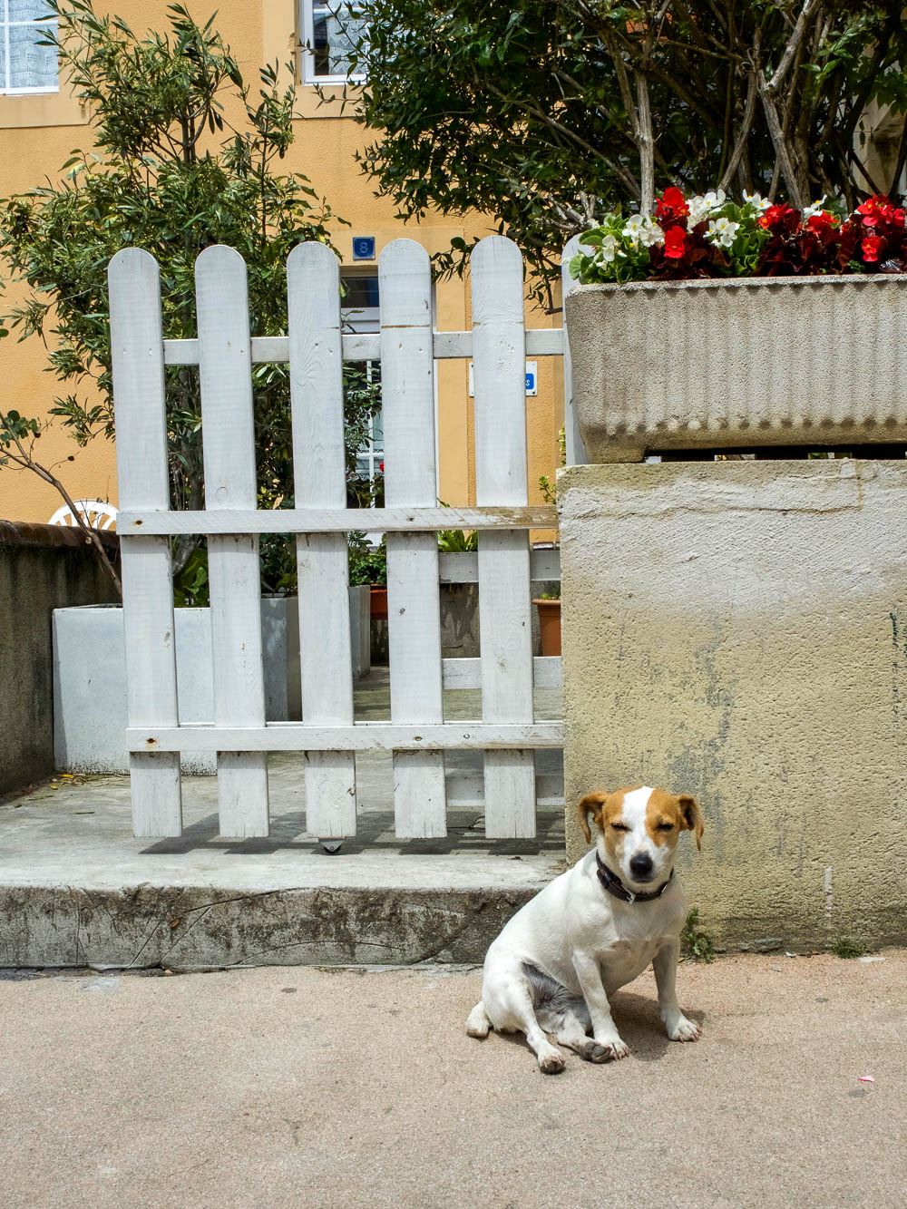small brown and white dog sitting in front of a white picket fence