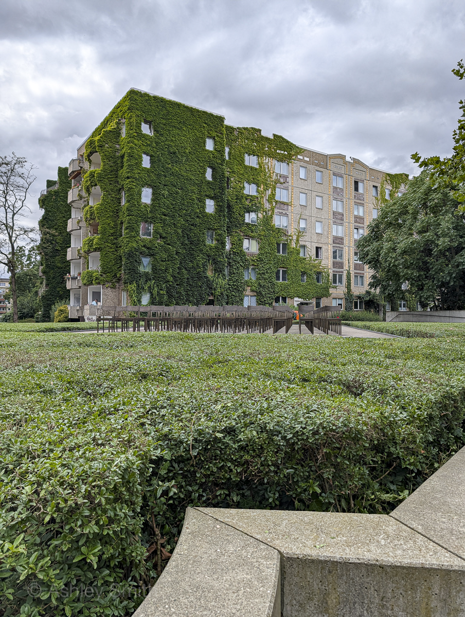 ivy-covered building behind a large bush-covered area